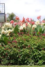 Find info on manufacturing companies in achiras, including financial statements, sales and marketing contacts, top competitors, and firmographic insights. Achiras Y Salvias Www Plantandoeljardin Blogspot Com