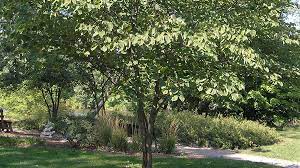 25.00 to 35.00 feet bloom time: Eastern Redbud Purdue Fort Wayne