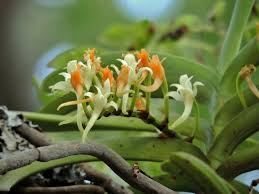 Image result for Cyrtorchis praetermissa