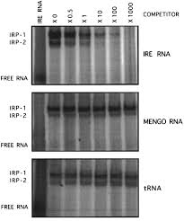 It's been downloaded millions of times by users just like you who want a simple app for a simple job. Induction Of Ferritin Synthesis In Cells Infected With Mengo Virus Sciencedirect