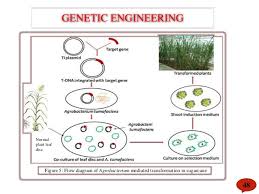 sugarcane tissue culture ppt