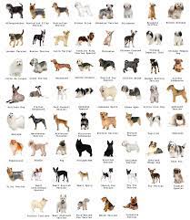 pin on dog leads leash