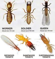 We did not find results for: How To Get Rid Of Termites Kill Prevent Cost