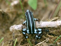 Www Dendrobase De Frosche Amphibien Pfeilgiftfrosch