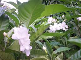 Image result for Uvariodendron