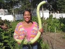 Zucchini or zucchinis), courgette (/kʊərˈʒɛt/; Giant Zucchini Dwarfs West Yarmouth Youtube