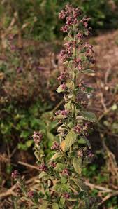 Image result for Blumea axillaris