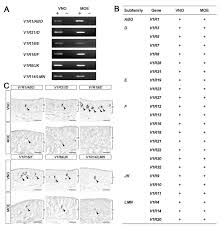 Kelab kebajikan dan rekreasi iab (kkriab). Conserved Repertoire Of Orthologous Vomeronasal Type 1 Receptor Genes In Ruminant Species Bmc Ecology And Evolution Full Text