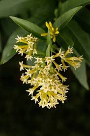 Image result for Cestrum parqui