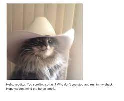 3,000+ vectors, stock photos & psd files. Chill With Cowboy Cat Memes