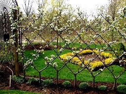 Epingle Sur Jardin Espaliers