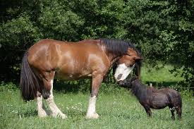 De site voor paarden gekken. Shire Horse Schattig