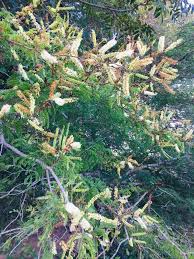 Image result for Newtonia hildebrandtii