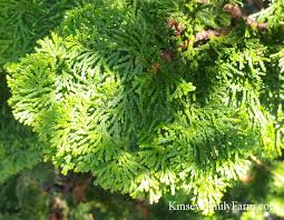 Maybe you would like to learn more about one of these? Cypress False Hinoki Trees For Sale Georgia Kinsey Family Farm