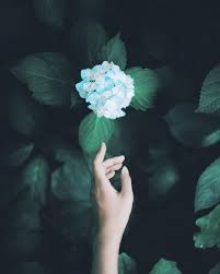 Di video kali driver bus cs hj.solikin tak sengaja kejar bus alfarruq mr.gaplek dan sampai kewalahan bahkan sampai mentok. 12 Wallpaper Ideas In 2021 Flower Alphabet Wallpaper Cute Wallpapers