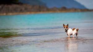 Flying a dog to hawaii requires some planning as there are strict entry requirements. Moving Your Pet To Hawaii The Complete Guide Hawaii Real Estate Market Trends Hawaii Life