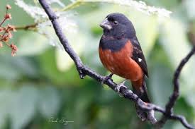 Image result for Morinda angolensis