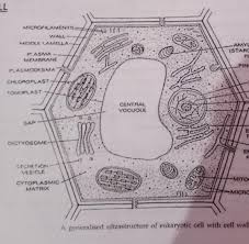There are numerous each with their own function. Draw A Plant Cell And Name 7 Important Cell Organelles Some Of Found In It Brainly In