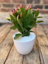 Providing long nights starting the beginning of october forces the cactus to bloom each and every year. 4in Easter Cactus With Ceramic Pot Easter Decorations Etsy Easter Cactus Planting Succulents Indoors Live Indoor Plants
