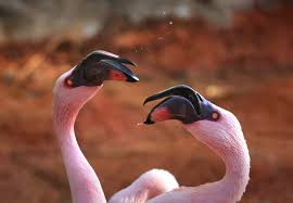 Image result for lesser flamingo