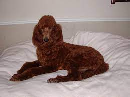 We offer 45 poodle stud dogs in california. California Red Standard Poodles Tx Irish Setter Puppy Breeder Ca Irish Setter Puppy Puppies Irish Setter