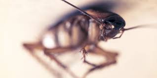 Check spelling or type a new query. Top 5 Best Roach Killers For Apartments 2021 Reviews