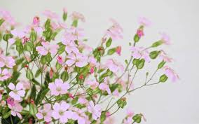 1920x1080 3d animated backgrounds hd cute wallpapers windows phone &mediumspace; Cute Pink Flowers Macbook Pro Wallpaper Download Allmacwallpaper