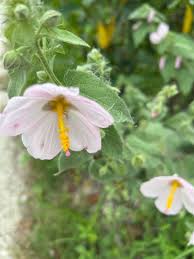 Image result for Kosteletzkya grantii