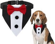 dog wearing a bandana or bow tieの画像
