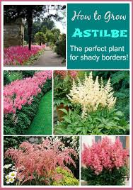 We did not find results for: Growing Astilbe False Spirea How To Grow And Care For Astilbe