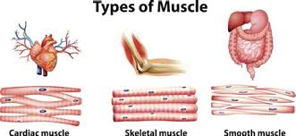 Cardiac, skeletal and smooth muscles are the three types of muscles found in the human body. Smooth Muscle Pencil Diagram Labelled Diagram Of A Muscle Cell With Images Smooth Muscle Found In The Walls Of The Hollow Internal Organs Such As Blood Vessels The Gastrointestinal