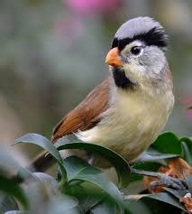 Small Brown Bird With White Ring Around Neck Grey Headed Parrotbill Psittiparus Gularis Asia In 2020 White Eyes Whiteface Birds