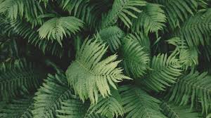 A collection of the top 32 green aesthetic mac wallpapers and backgrounds available for download for free. Plant Aesthetic Laptop Wallpapers On Wallpaperdog