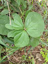 Image result for Dioscorea dumetorum