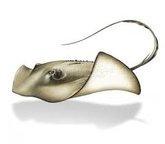 Pin De Manda Marie Em Brum Tatoo Tatuagem De Peixe Arraias