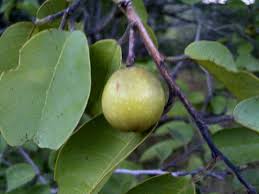 Image result for Pseudolachnostylis maprouneifolia