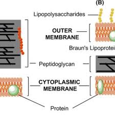 Pdf Carvacrol And Its Derivatives As Antibacterial Agents