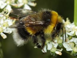 For example, bumble bees typically will not nest in a wall cavity, but often find suitable nesting in materials such as insulation, foam pads, and/or seat cushions. Evicting Bees From Inside The Wall Of My House Beekeeping Apiculture Forum