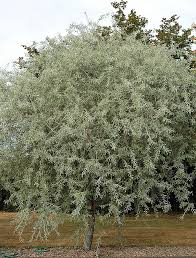 Image result for Pycreus gracillimus