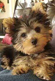 My Baby Boy Yorkie S Ears Popped Up Yorkshire Terrier Dog Yorkie Dog Love