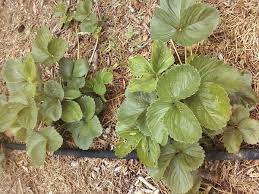 They help retain moisture, insulate the soil so it doesn't get too warm and provide nutrients as they break down. How To Use Grass Clippings In The Garden Balcony Garden Web