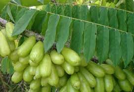 Belimbing wuluh atau belimbing sayur merupakan jenis tanaman yang diprediksi berasal dari kepulauan maluku. Belimbing Wuluh Rempah Haji Halim