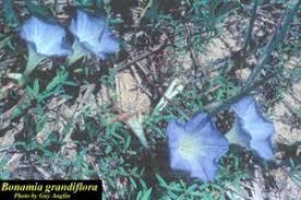 Image result for Bonamia