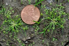 Image result for Fimbristylis