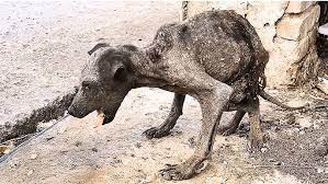 How is that bat-like stray dog doing now - the one no one dared approach in the garbage dump? - YouTube