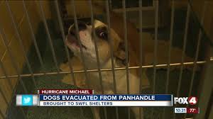 The humane society of the united states. Naples Humane Society Rescues 46 Dogs From Hurricane Michael