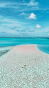 Image result for Faroa affinis