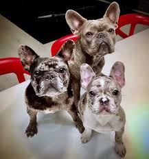 Contact now for availabilty 904.616.2706, rare colors frenchies.health guaranteed! Poetic French Bulldogs On Twitter My Past Puppies Follow These Beauties Posey Pearl Pipkin Ig Https T Co V1fqnd6xny Frenchbulldog Poeticfrenchies Frenchie Frenchies Frenchbulldogs Miami Fl Bluefrenchbulldogpuppy Puppies Blue