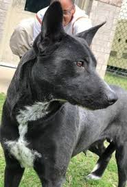 Metal dining table legs australian kelpie adopt. 70 Australian Kelpies Ideas Australian Kelpie Australian Kelpie Dog Dogs