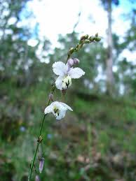 Image result for Anthericaceae